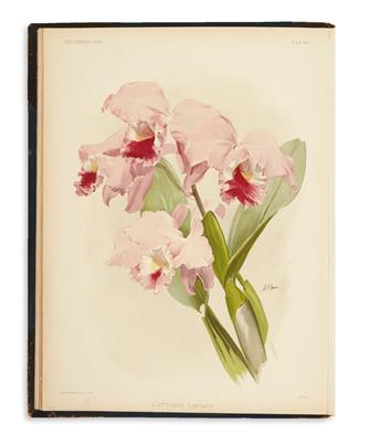 (ORCHIDS.) Sander, Frederick. Reichenbachia. Orchids Illustrated and Described.